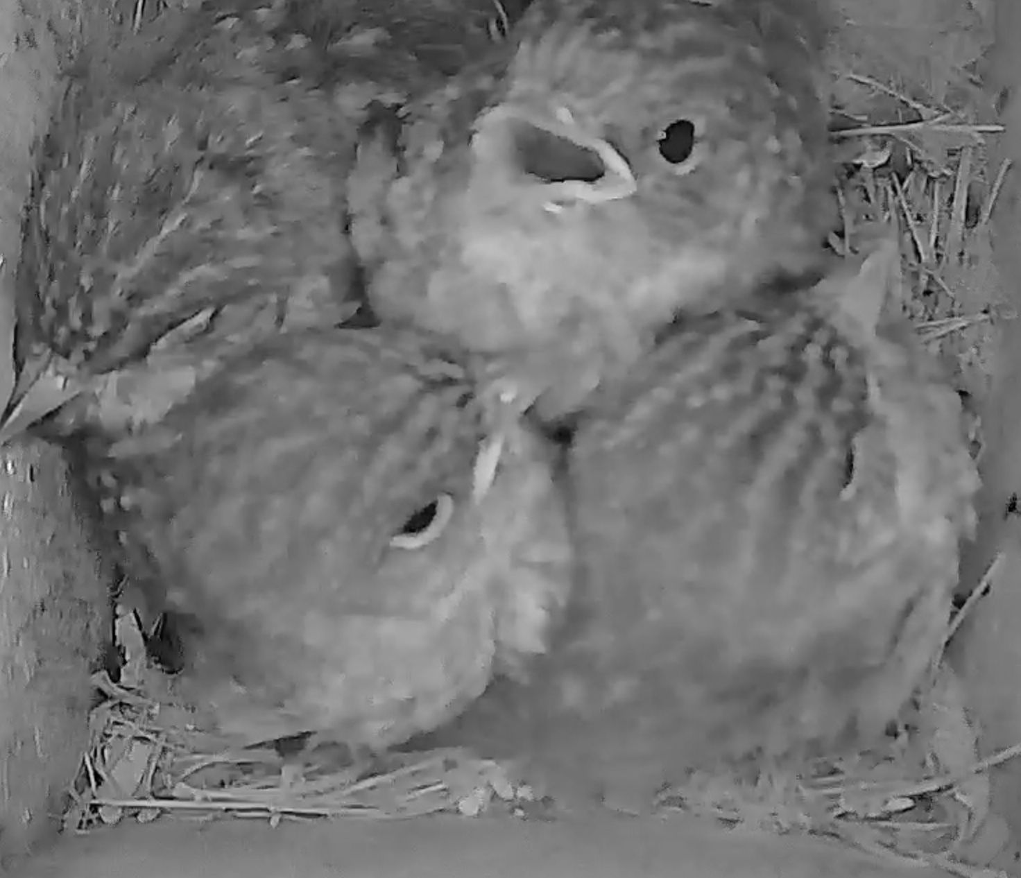 Pied flycatchers preparing to leave the nest